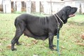 Matriz - Fila Brasileiro Preto - Canil Singular - Angola